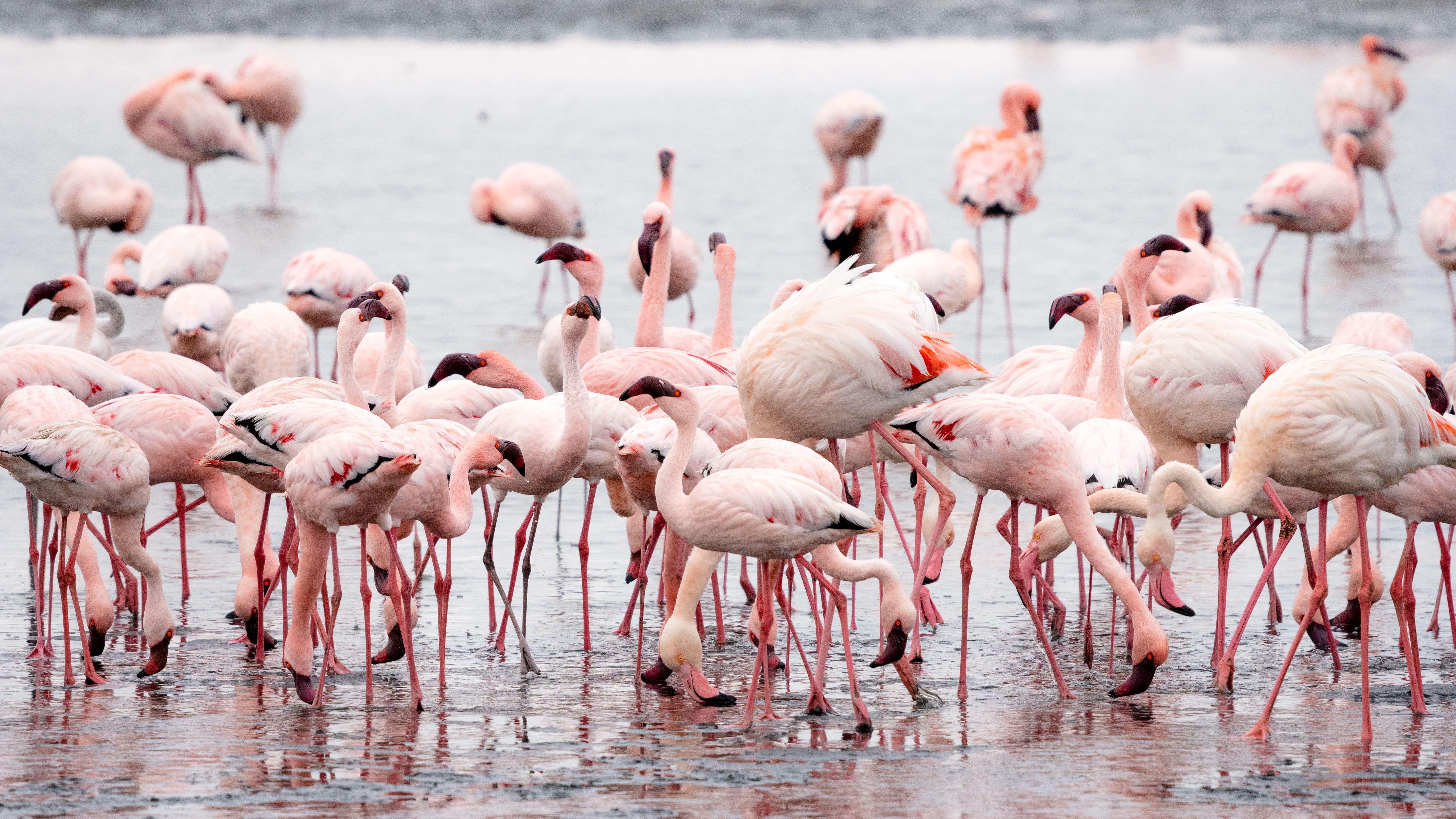 A picture of Flamingos