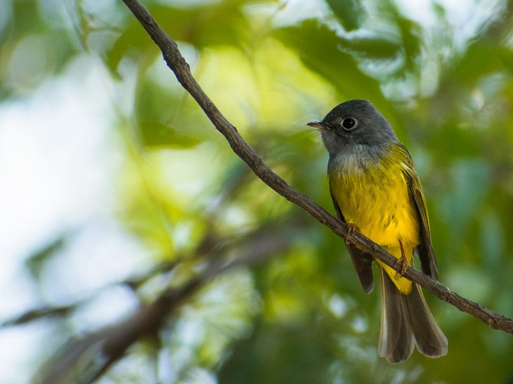 Bird